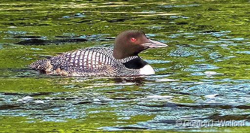 Swimming Loon_DSCF4131.jpg - Common Loon (Gavia immer) photographed along the Rideau Canal Waterway at Smiths Falls, Ontario, Canada.